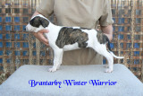 Brantarby Winter Warrior