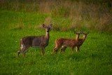 White-tailed Doe and Fawns
