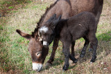 Lil Donkey and Mom