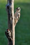Hairy and Downy Woodpecker
