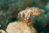 Blue Rings Octopus