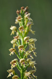Orchis Galilaea