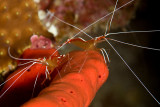 Moray Cleaner Shrimps