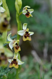 Ophrys Bornmuelleri