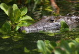Belize Crocodile pb.jpg
