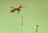 Dragonfly in flight 2 pb.jpg