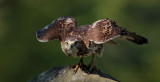 Redtail Hawk pb.jpg