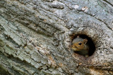 DNP_9184 24x16 squirrel pb.jpg