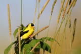 Goldfinch pb.jpg