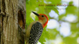 Red-Bellied Woodpecker video.jpg
