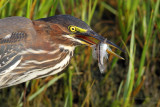 Green Heron pb.jpg