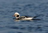 Long Tailed Duck 2.jpg