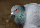 Rock Pigeon pb.jpg