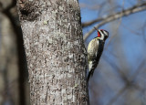 Yellow-bellied Sapsucker