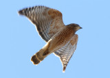 Red-shouldered Hawk