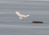 Thayers Gull