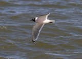 Franklin's Gull