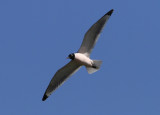 Franklin's Gull