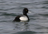 Lesser Scaup