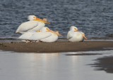 American White Pelican