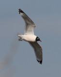 Franklin's Gull