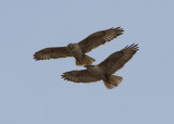 Ferruginous Hawks