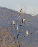 Black-crowned Night-herons
