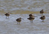 Whimbrel (6 of 174)