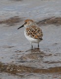 Western Sandpiper