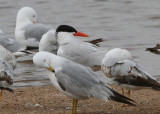 Caspian Tern