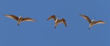 Marbled Godwit