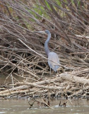 Tricolored Heron