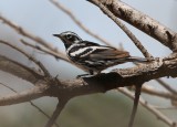 Black-and-White Warbler