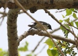 Black-throated Blue Warbler