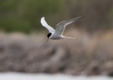 Common Tern/Arctic Tern?