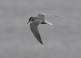 Common Tern