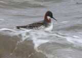 Red-necked Phalarope