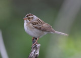 Clay-colored Sparrow