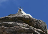 Mountain Goat