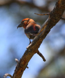 Red Crossbill