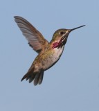 2011_hummingbirds