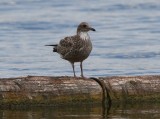 California Gull (juvenile)