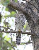 Cooper's Hawk