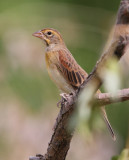 Dickcissel