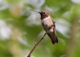 Black-chinned Hummingbird