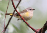 American Redstart