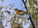 Baltimore Oriole