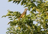 Great Crested Flycatcher