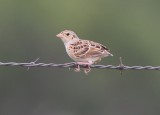 Grasshopper Sparrow (juvenile)