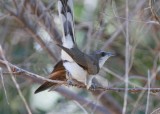 Yellow-billed Cuckoo (juvenile)
